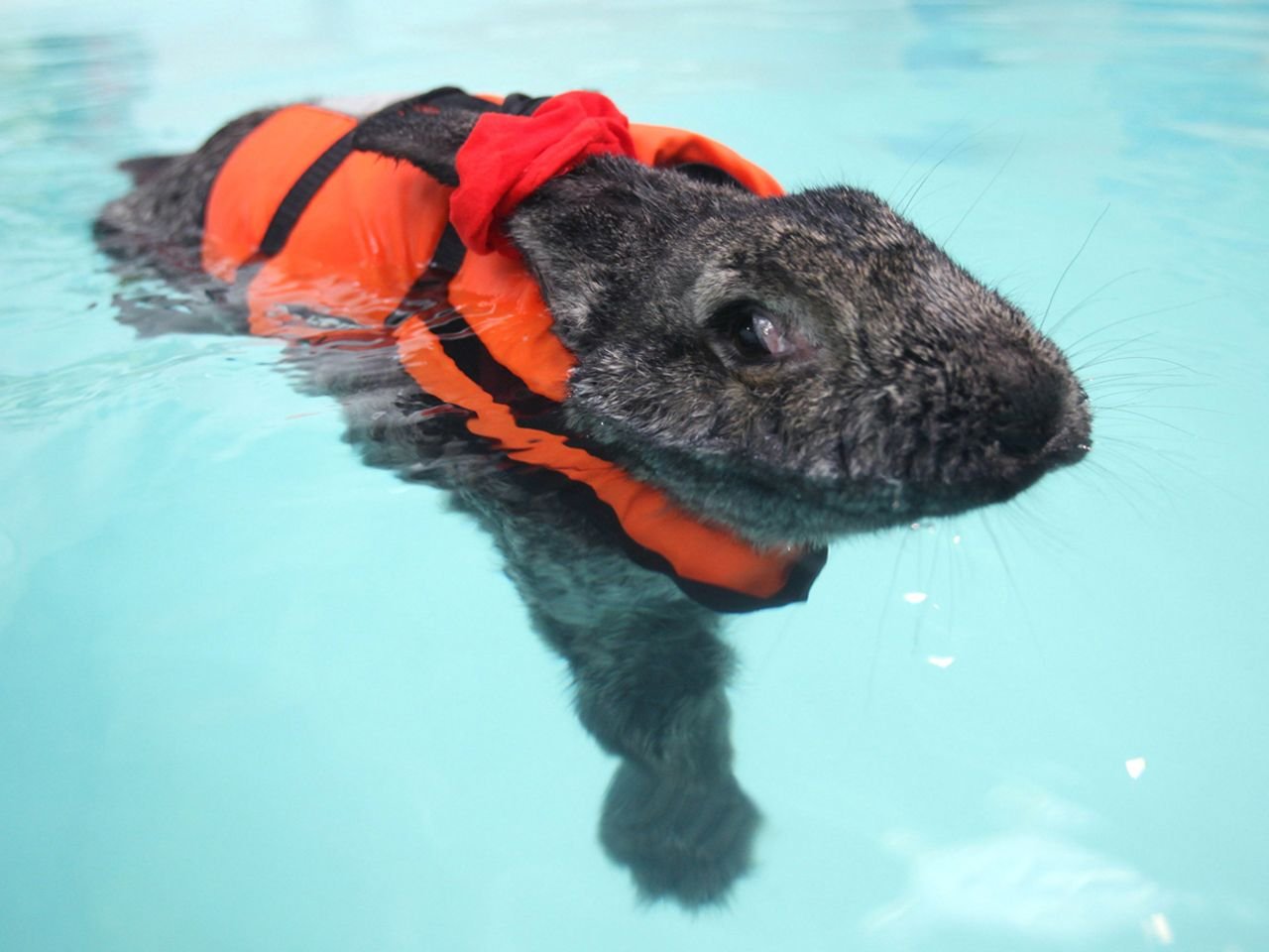 Заяц в ластах. Кролик плавает. Животные пловцы. Животные которые умеют плавать. Кролик в воде.