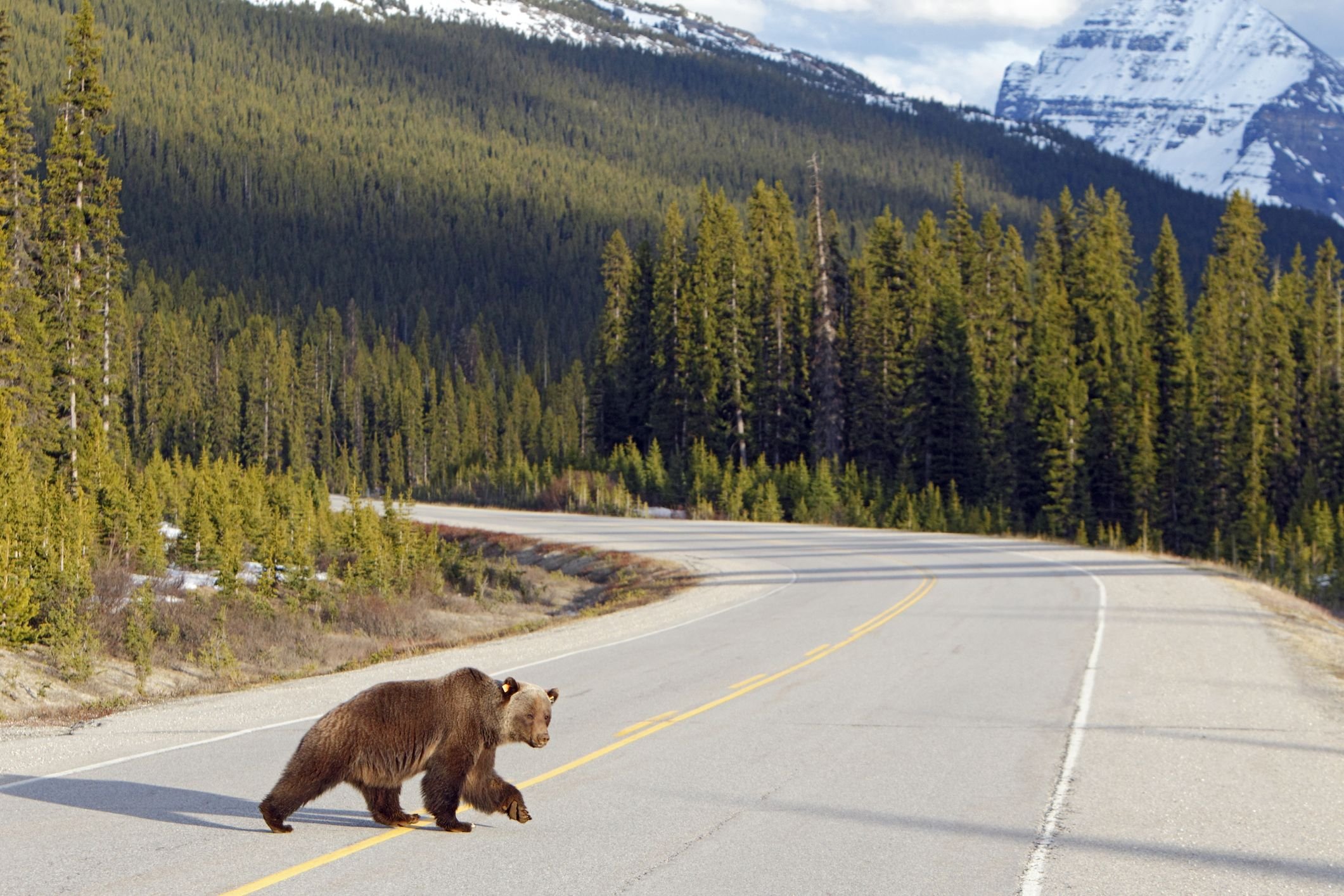Бурый медведь скорость бега км ч. Медведь бежит. Медведь бегает. Медведь убегает. Медвежонок бежит.