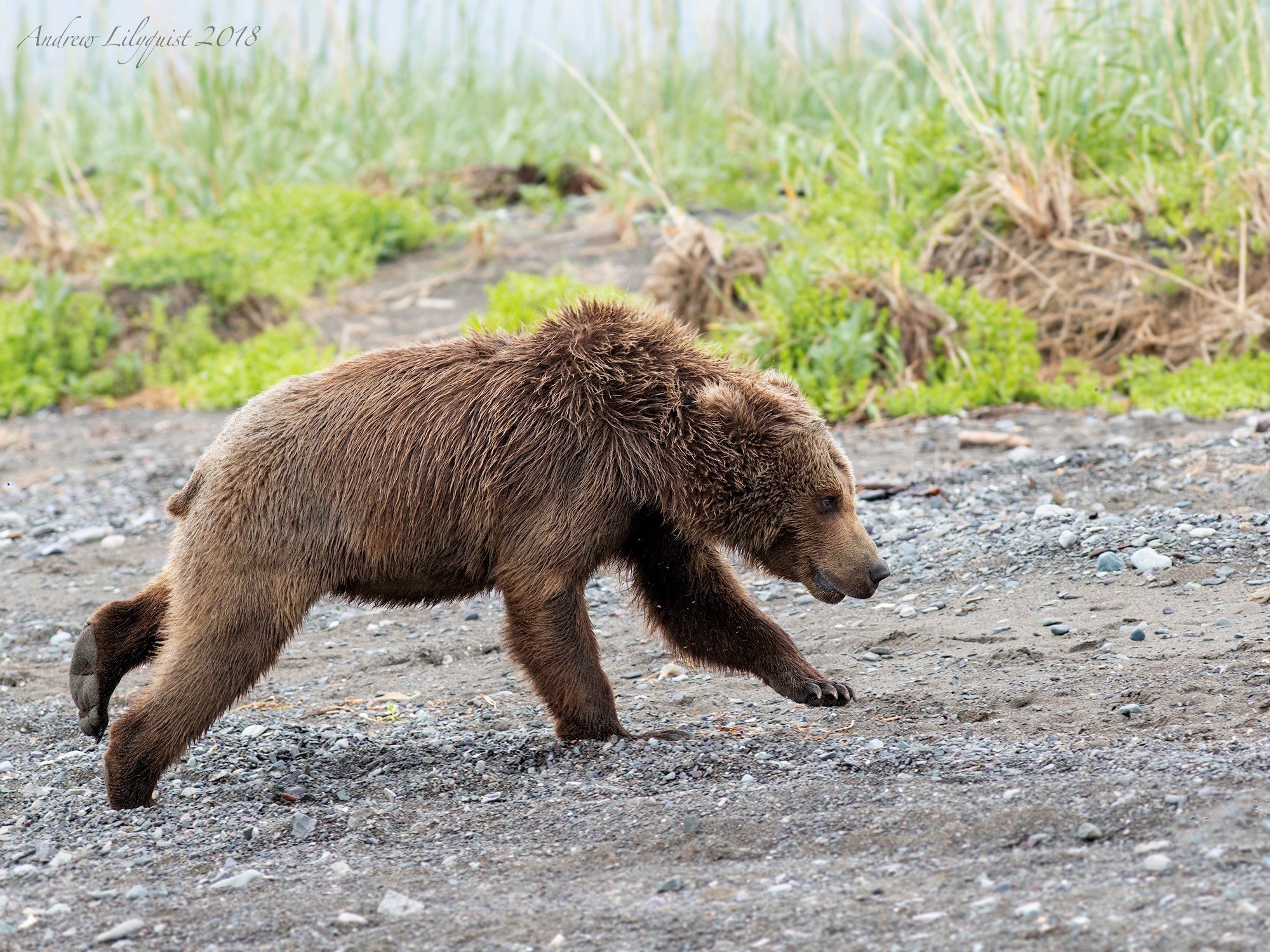 Какая скорость бега у медведя. Бурый медведь Михайло Потапыч. Медведь бежит. Медведь убегает. Медвежонок бежит.