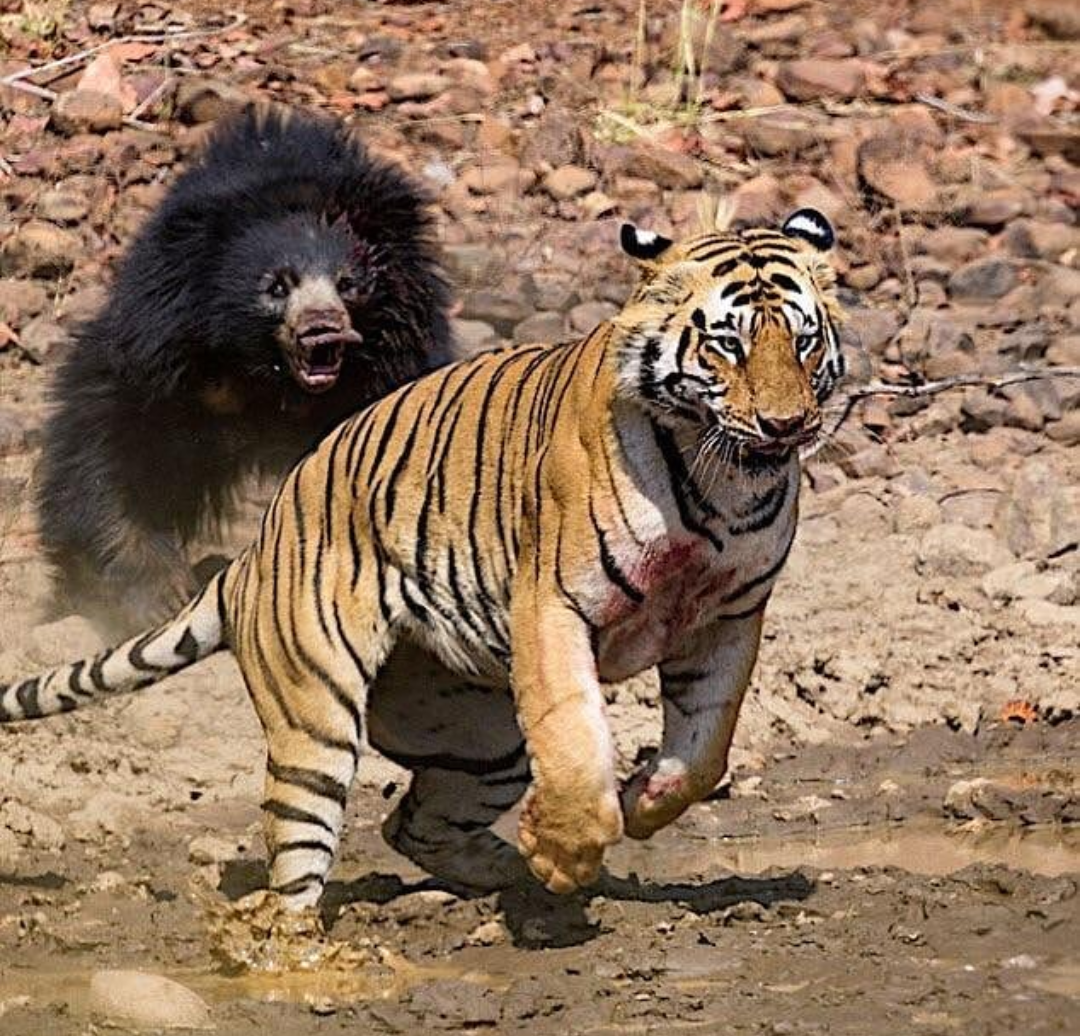 Амурский тигр против. Медведь губач против тигра. Гималайский медведь против тигра. Амурский тигр против медведя. Амурский тигр и медведь.