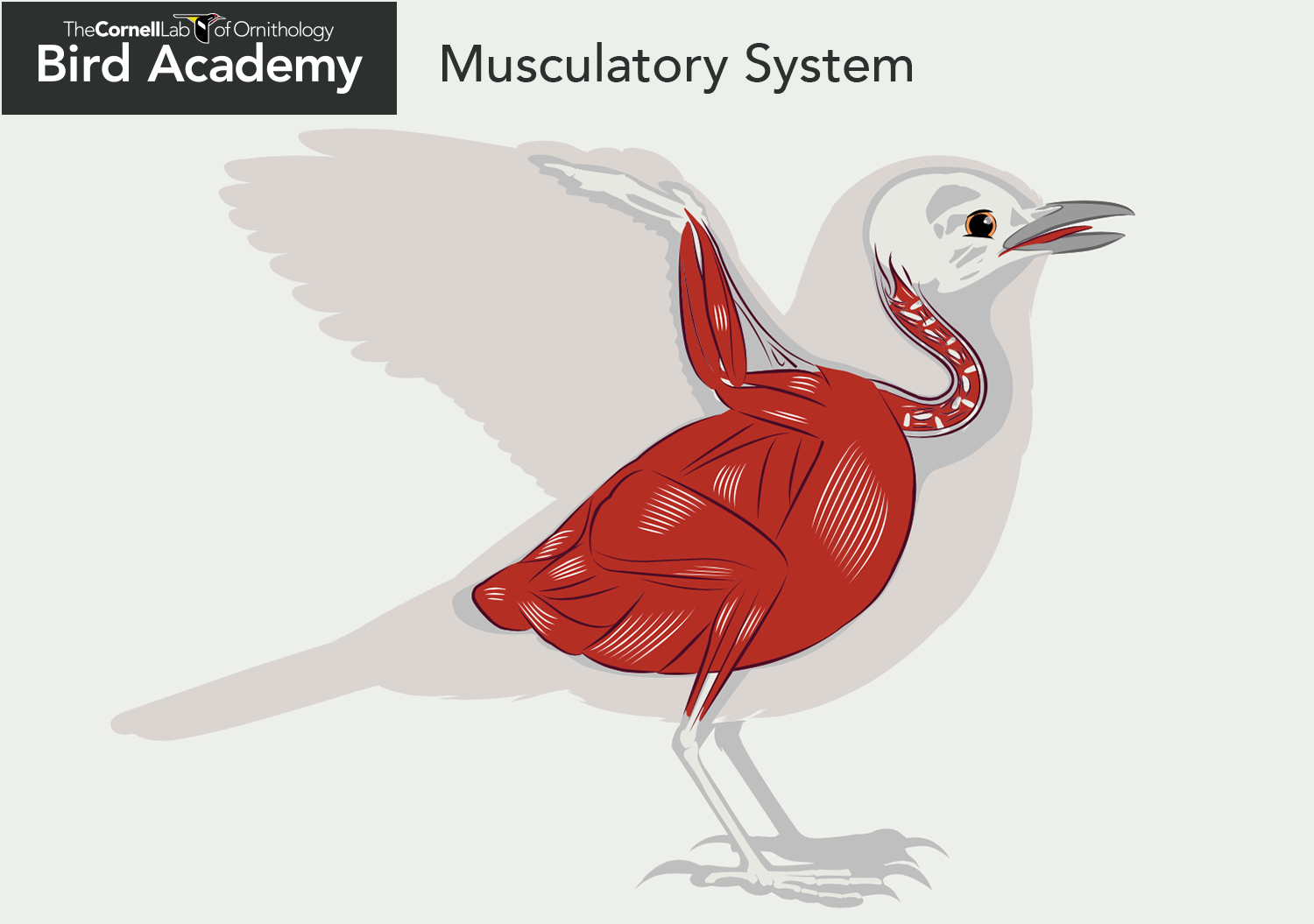 Каковы особенности мускулатуры птиц. Мышцы птиц. Мускулатура птиц. Мышцы птицы анатомия. Мышечная система птиц.