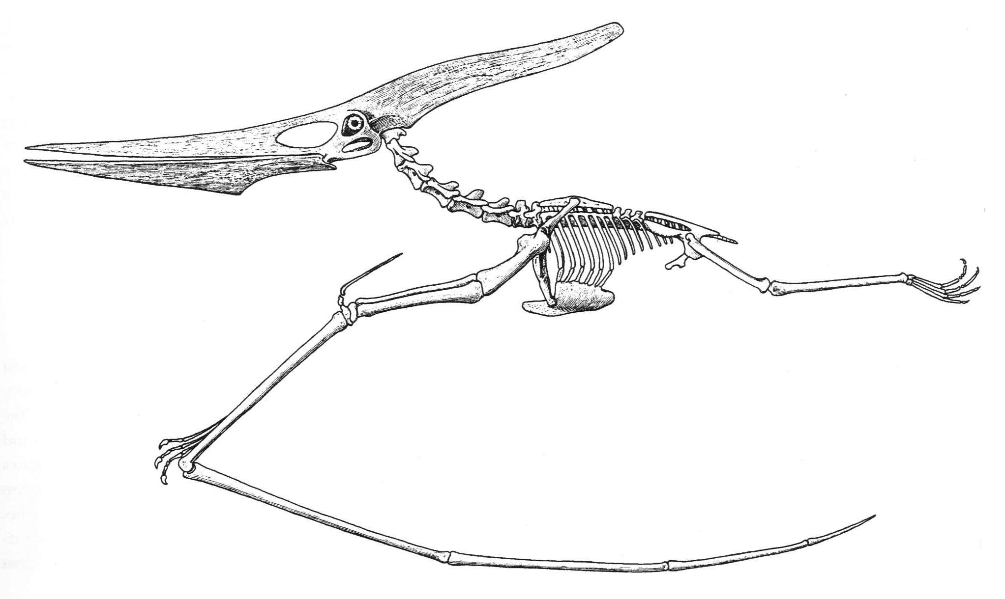 Задние конечности питона. Птеранодон и Кетцалькоатль. Кетцалькоатль Птерозавр скелет. Строение Птерозавра. Строение птеранодона.