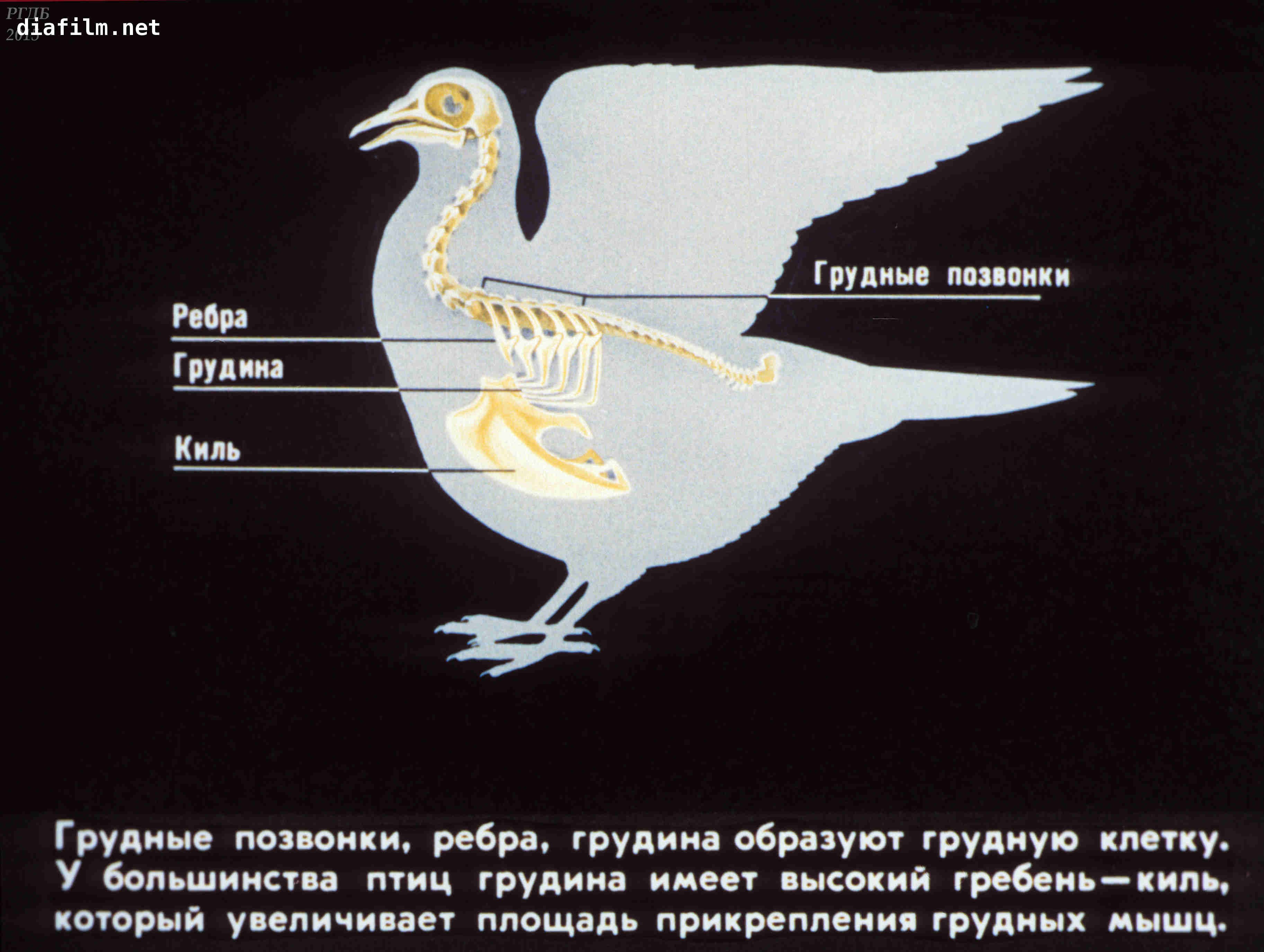 Для чего служит киль у птиц. Киль у птиц. Птица анатомия киль. Грудной киль у птиц. Функции киля у птиц.