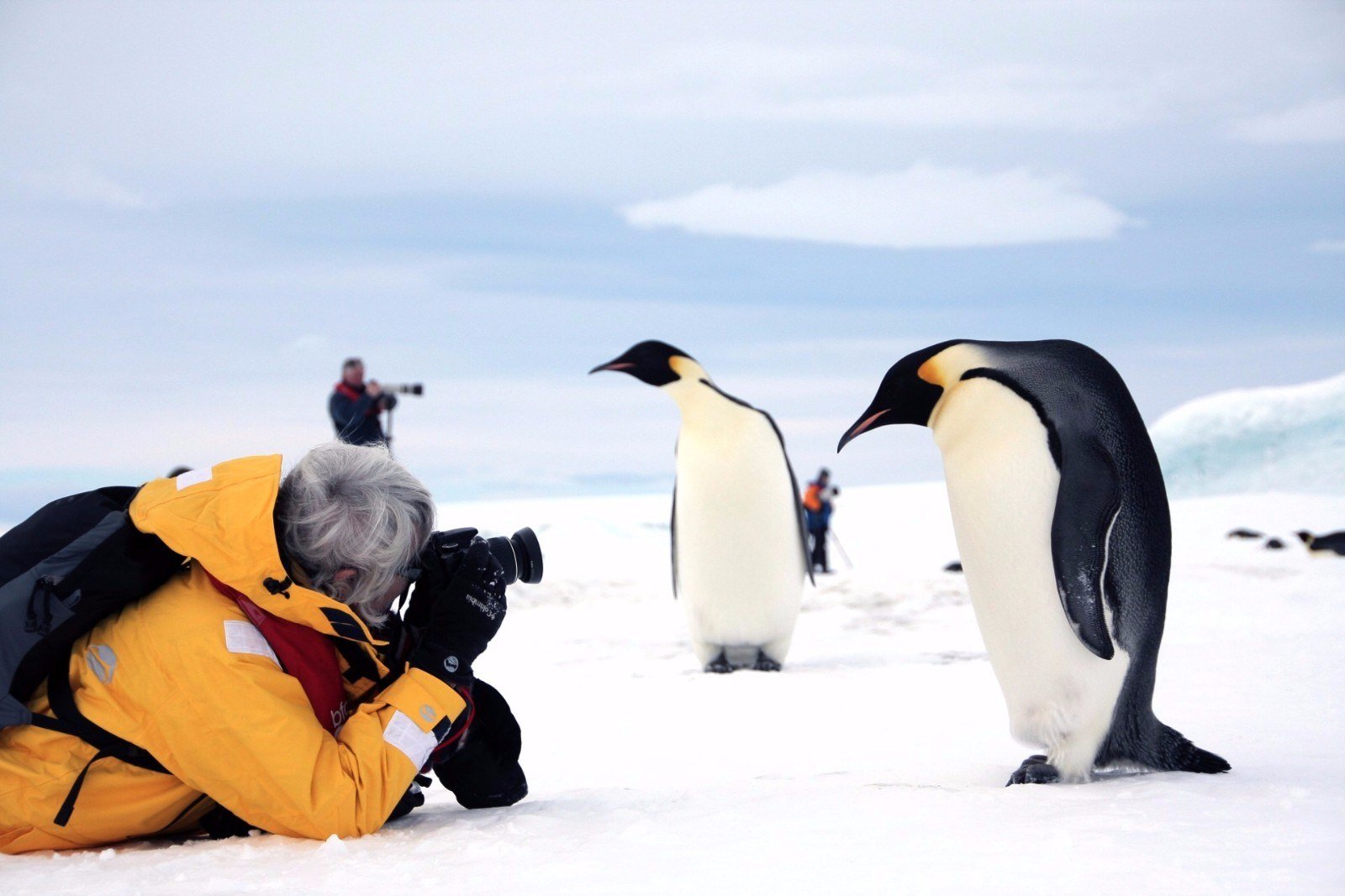 У какого пингвина всегда есть действие. Императорский Пингвин в Антарктиде. Переворачиватель пингвинов профессия. Императорский Пингвин рост. Императорский Пингвин и человек.