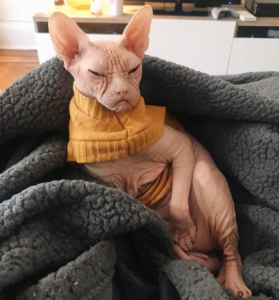 Кот Локки сфинкс