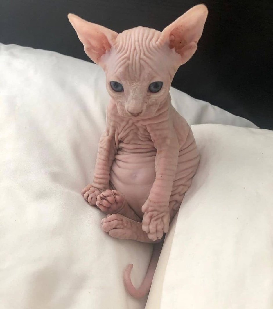 БИНГУС кот сфинкс
