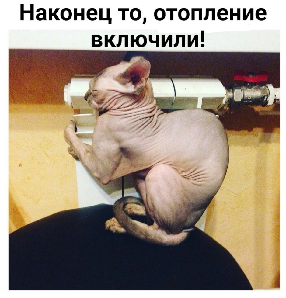 Кот сфинкс демотиватор