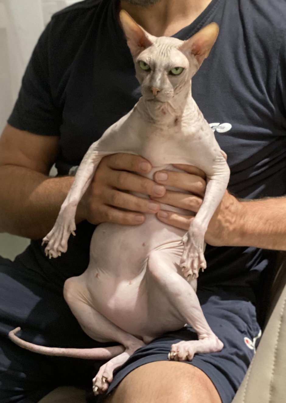Донской сфинкс кошка