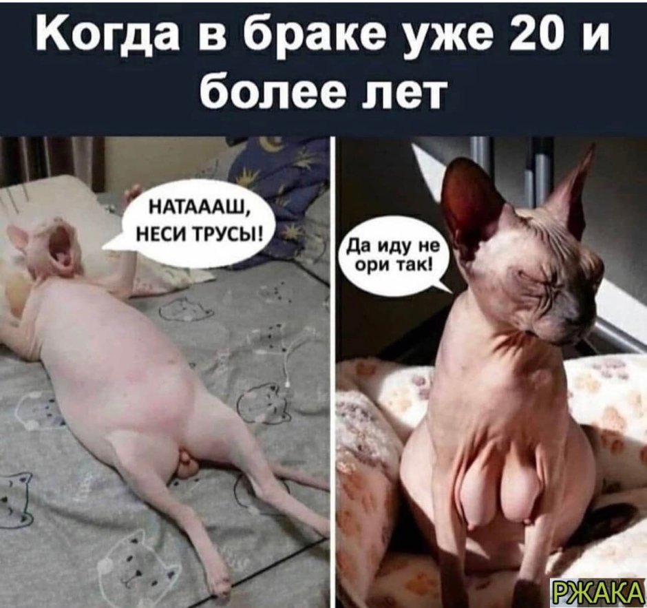 Лысые кошки приколы