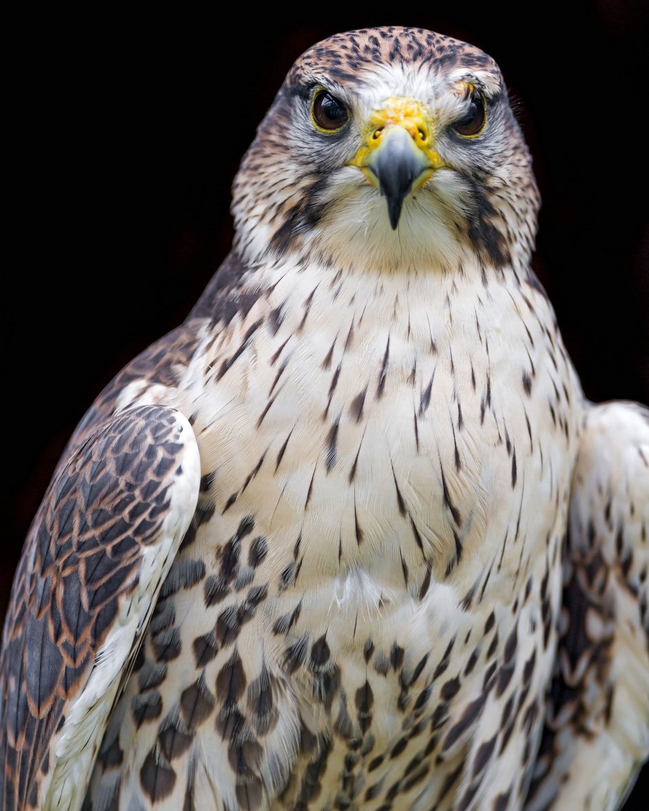 Hawk Falcon