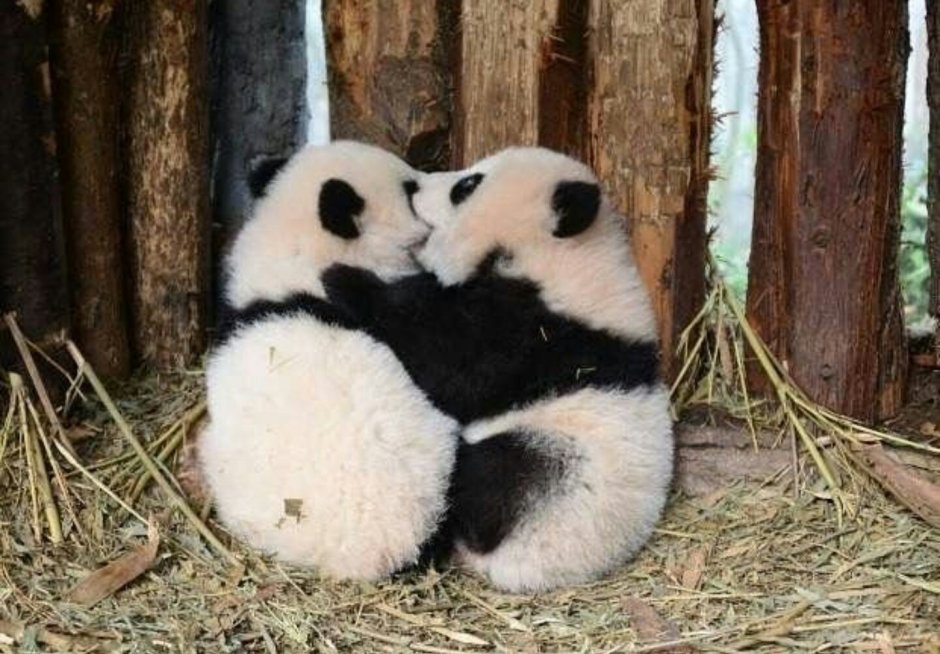 Костюм панды