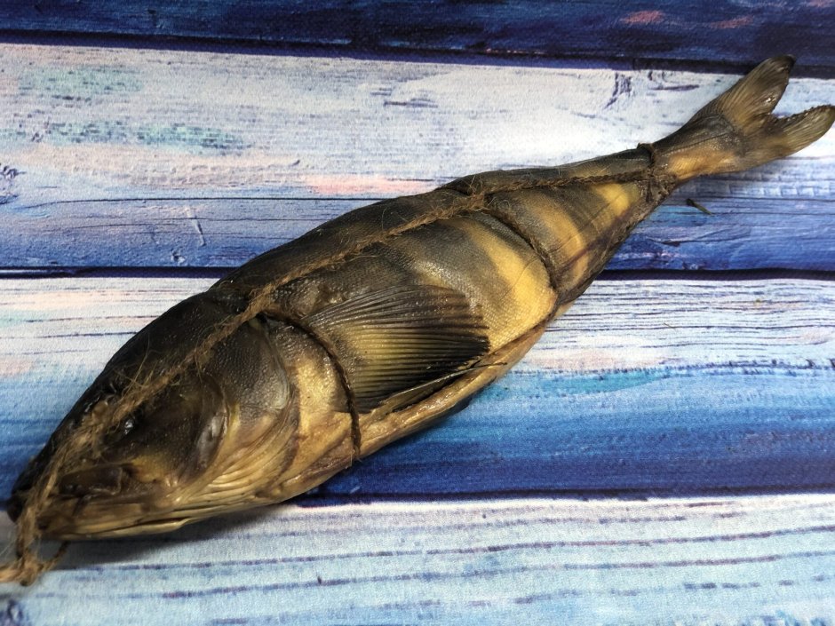 Ophiodon elongatus