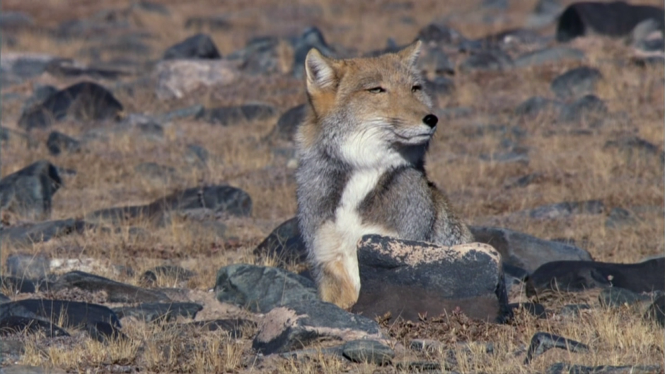 Тибетская лисица Vulpes ferrilata