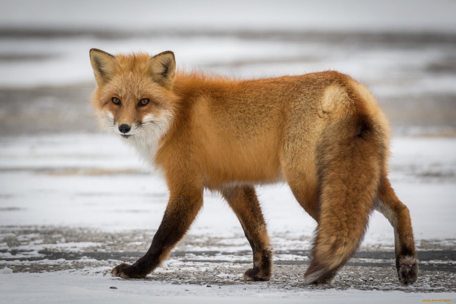 Tibet Fox