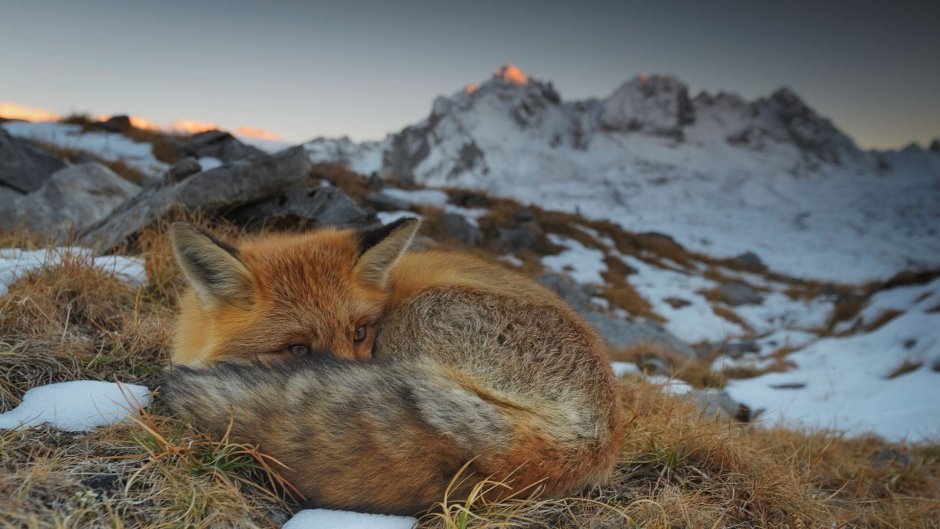 Евразийский Степной волк (canis Lupus Lupus)