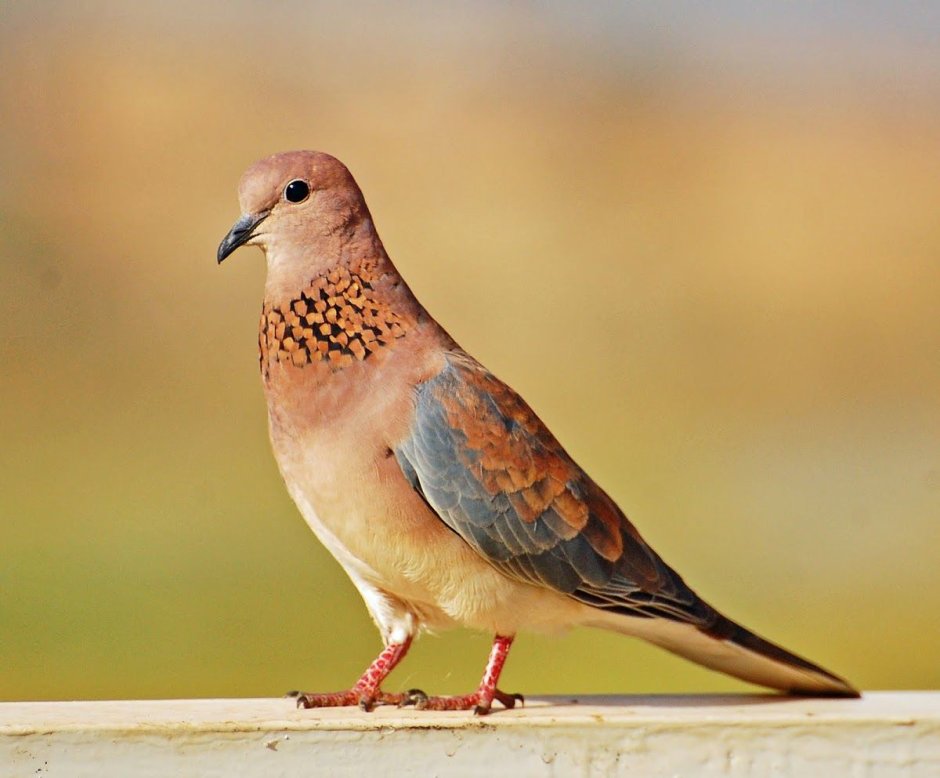 Streptopelia senegalensis