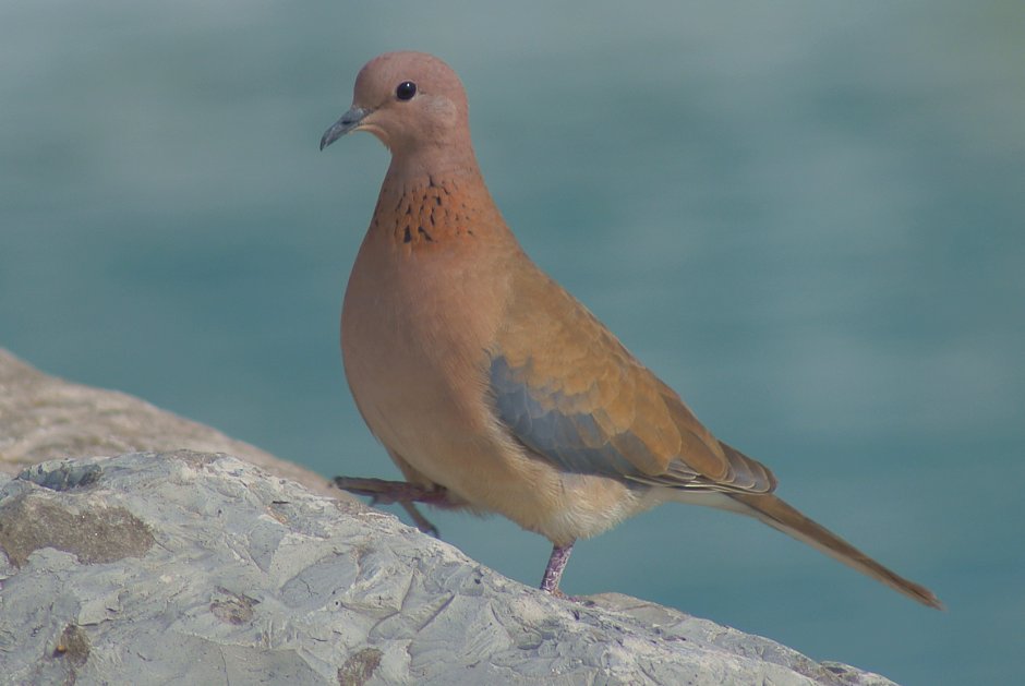 Обыкновенная Горлица (Streptopelia Turtur)