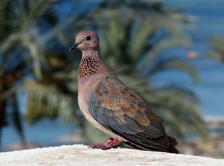 Малая Горлица (Streptopelia senegalensis)
