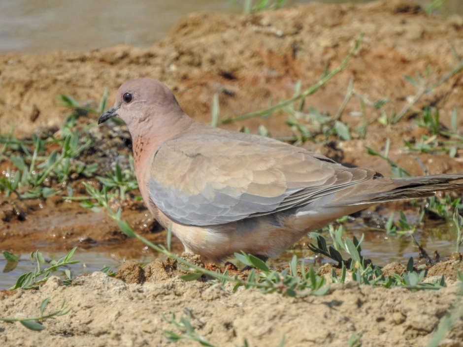 Streptopelia senegalensis