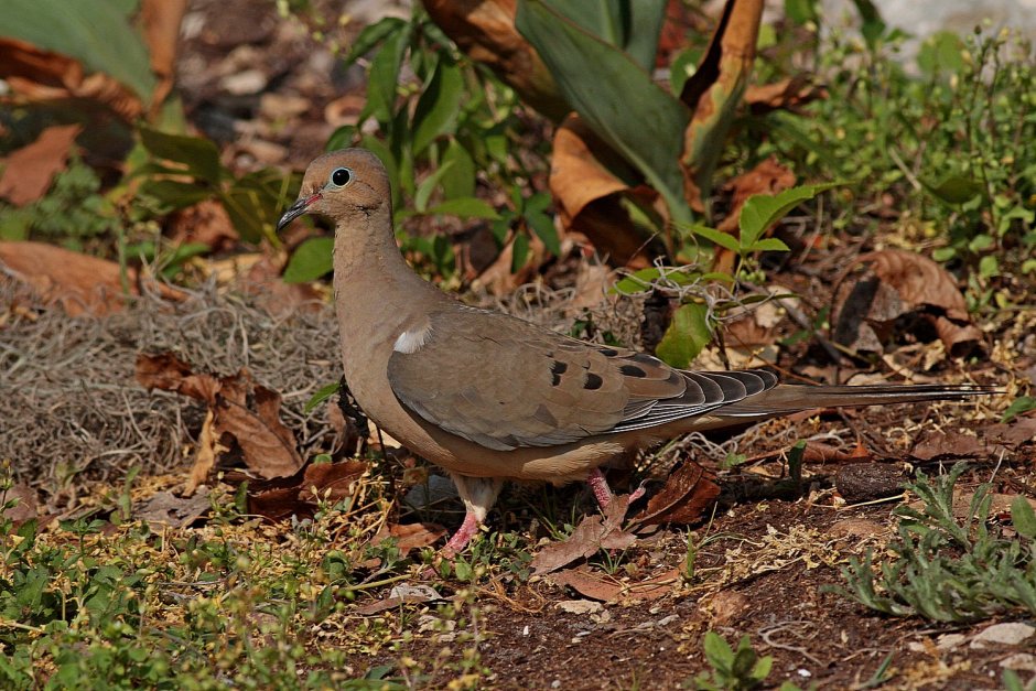 Малая Горлица (Streptopelia senegalensis)