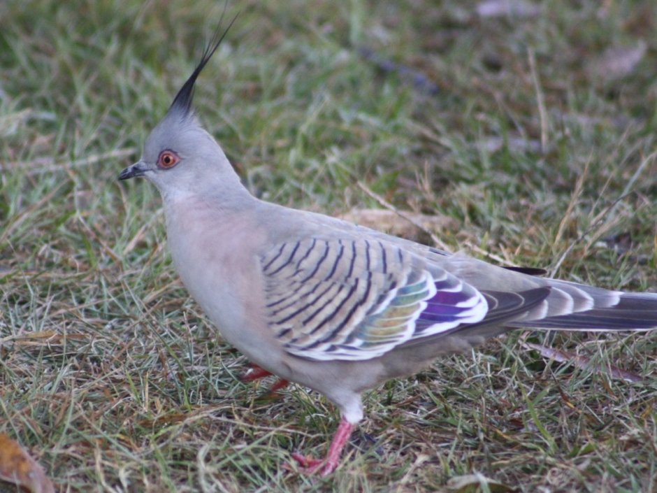 Кольчатая Горлица Streptopelia decaocto