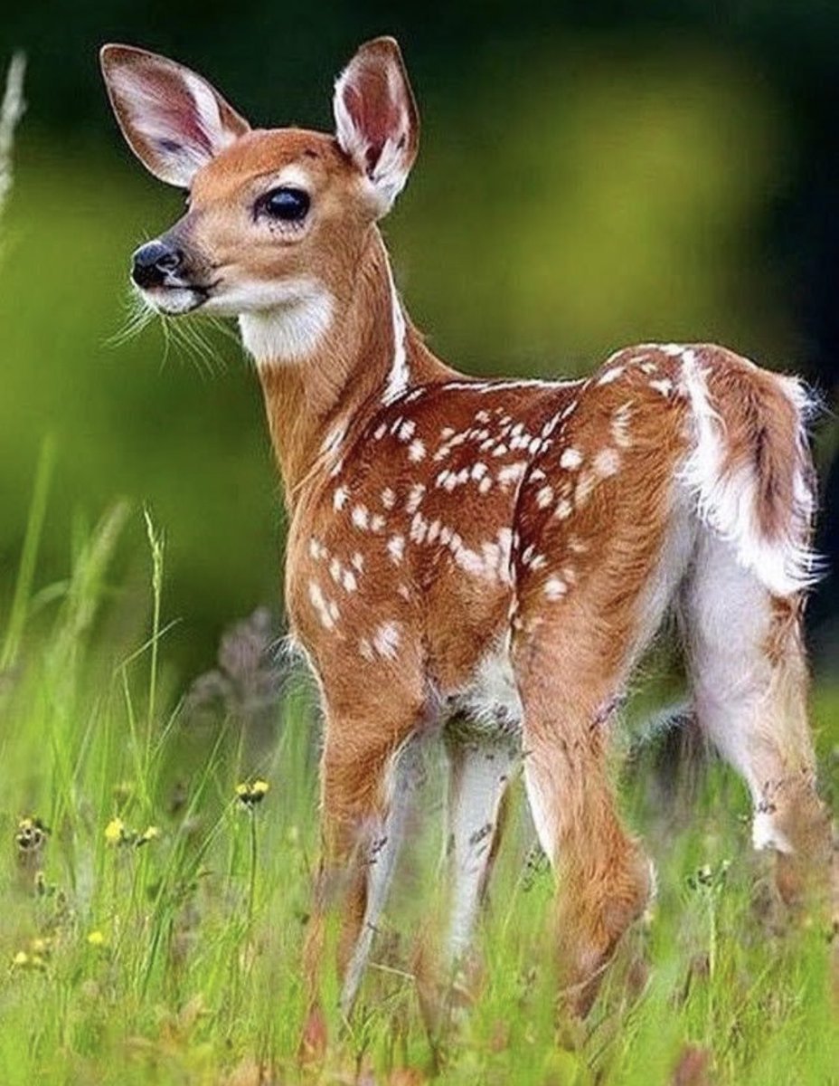 Пятнистый олень Бэмби