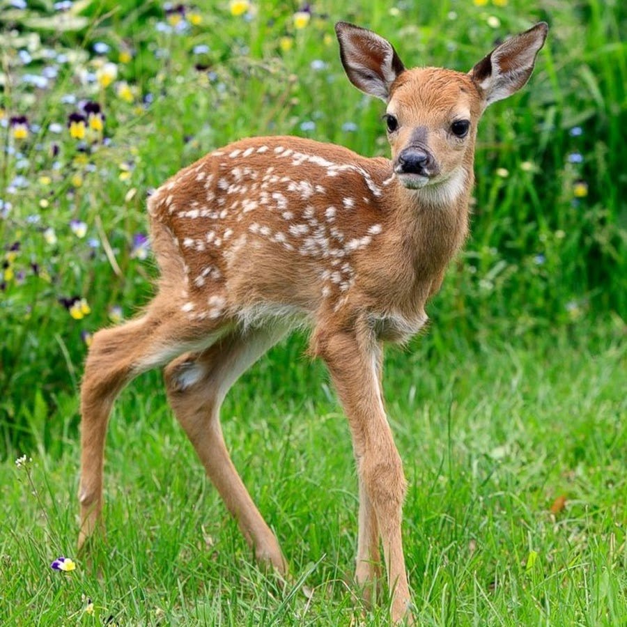Косули пятнистые олени