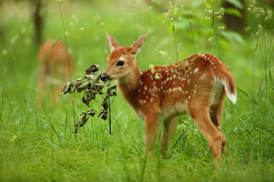 Пятнистый олень Оленята