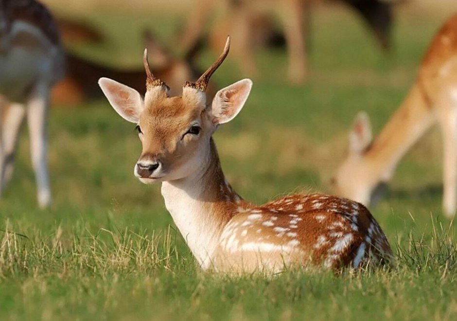 Косулья антилопа