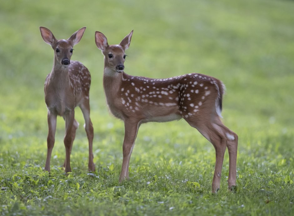 Косули пятнистые олени