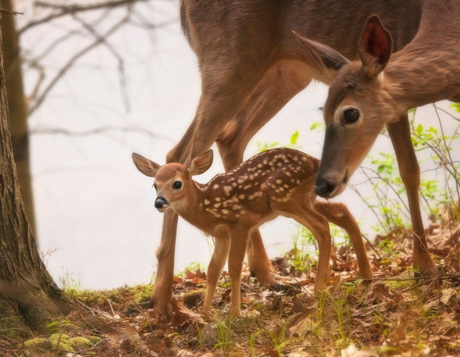 Белохвостый олень пятнистый