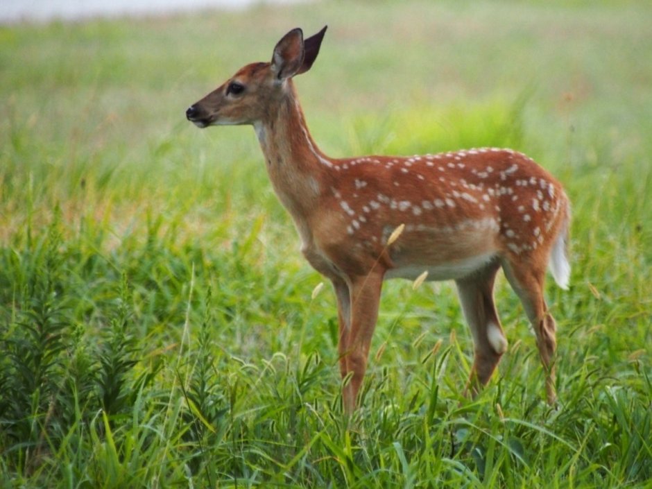 Олень Лань косуля