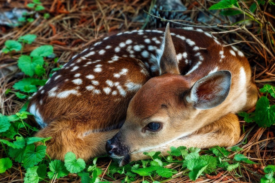Косули пятнистые олени