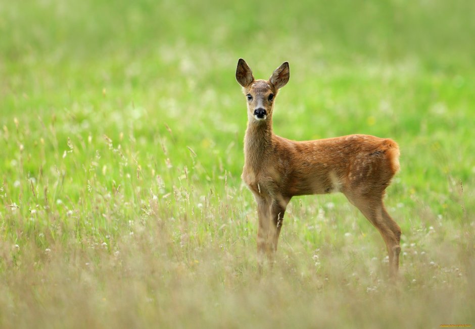 Европейская Лань косуля