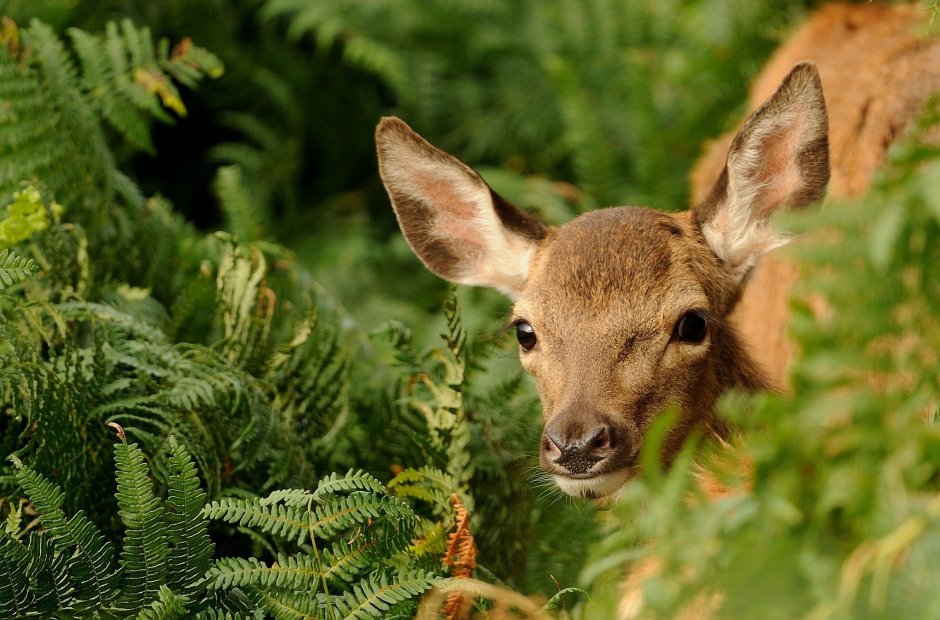 Северная косуля