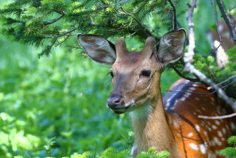 Олень и олениха