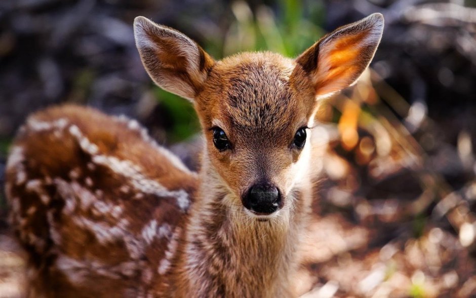 Маленький оленёнок