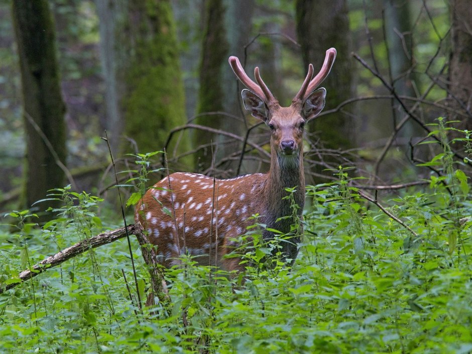Ильменский заповедник пятнистый олень