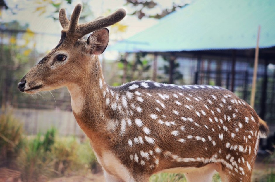 Гиппенрейтер пятнистый олень