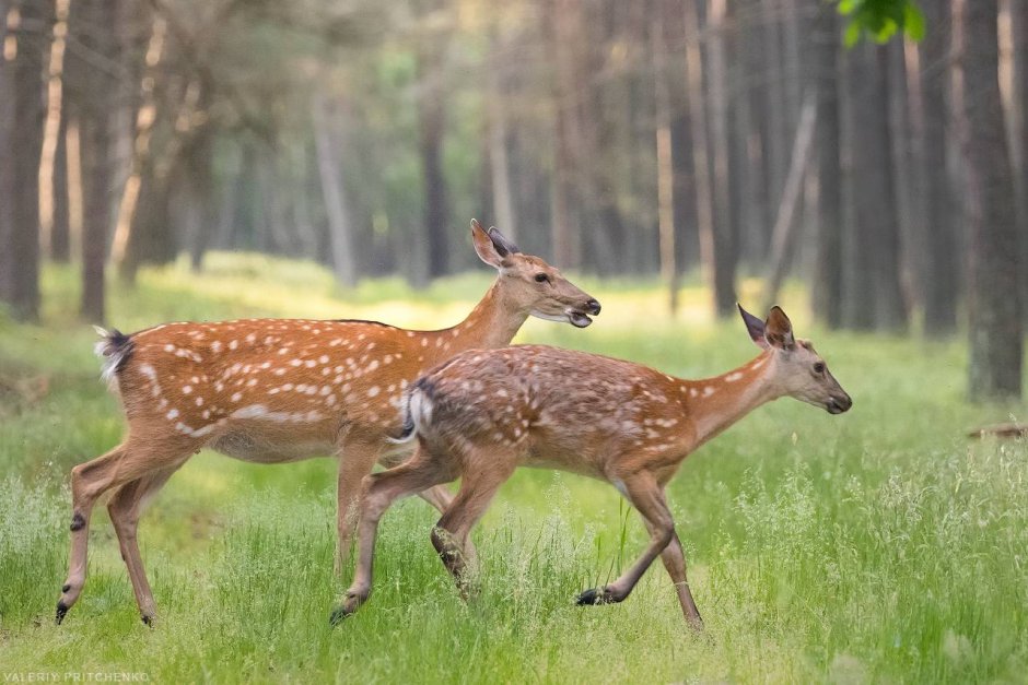 Лазовский заповедник пятнистый олень