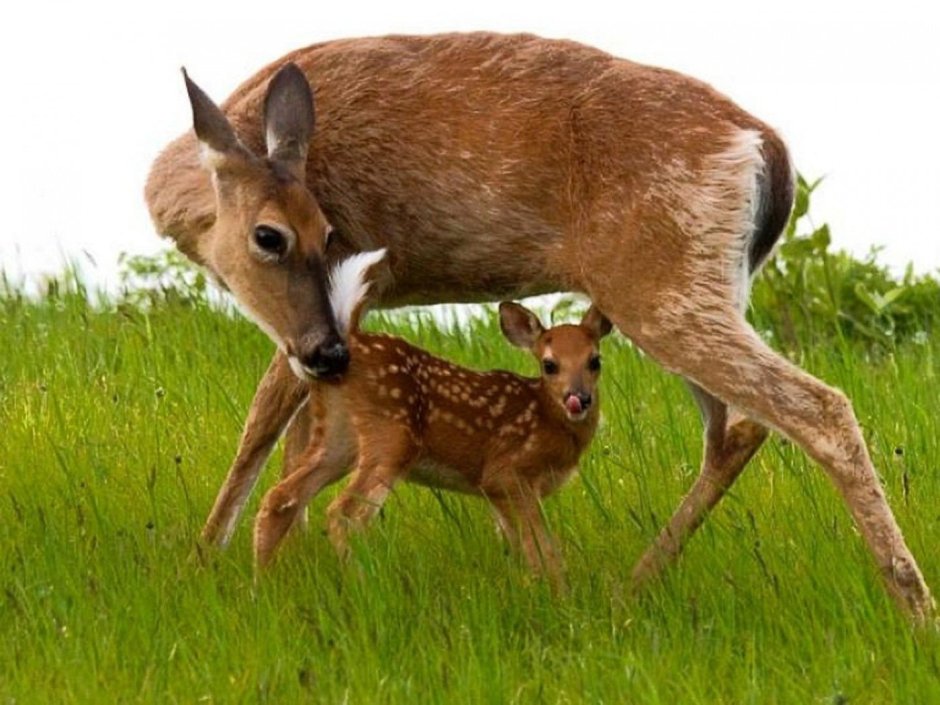 Сибирская косуля детеныш