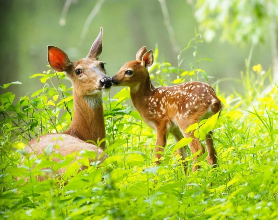 Олень олениха Олененок семья оленя