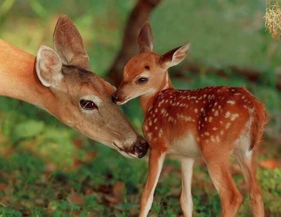 Пятнистый олень детеныш