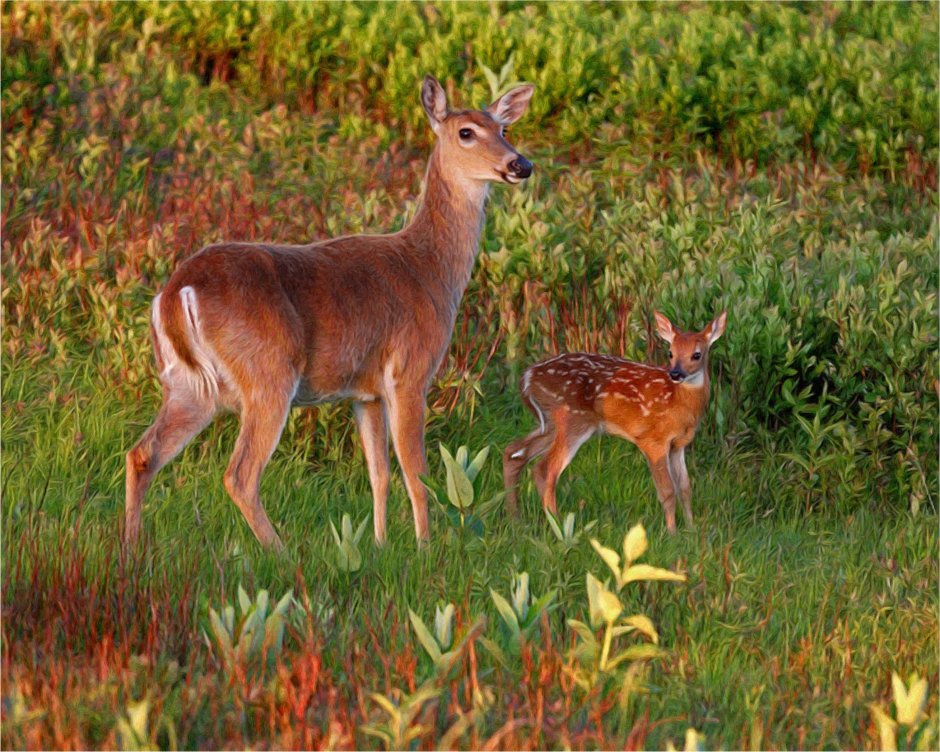 Олень олениха Олененок Оленята
