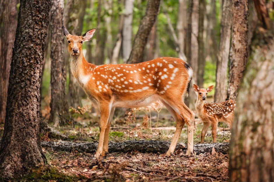 Ильменский заповедник пятнистый олень