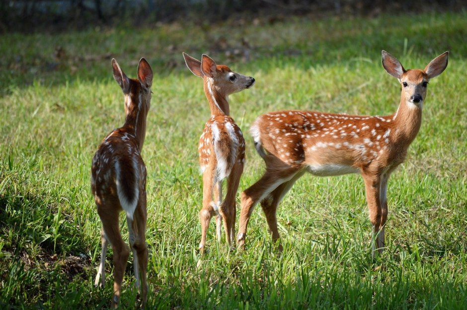 Олениха вельвет