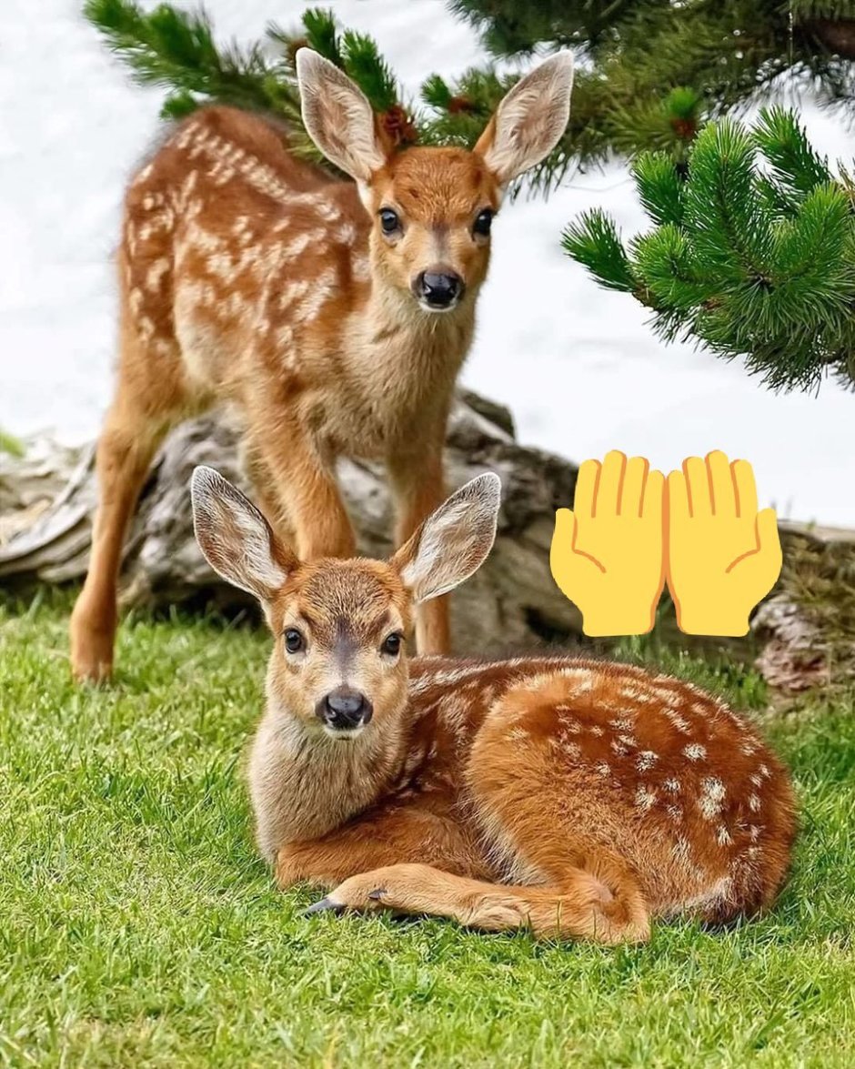 Лазовский заповедник пятнистый олень