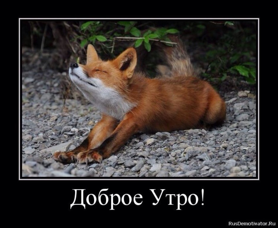 Обдолбанный Лис