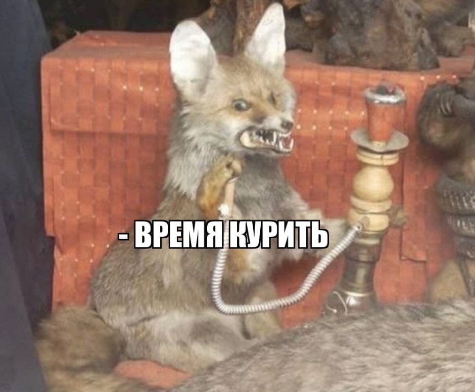 Смешной волк