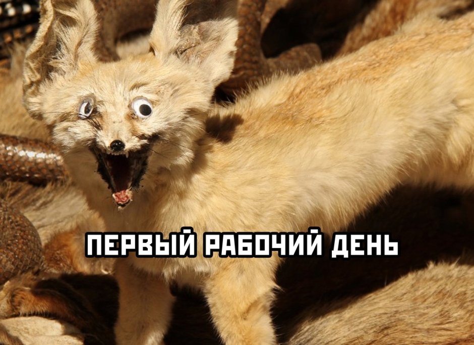 Сумасшедшая лиса